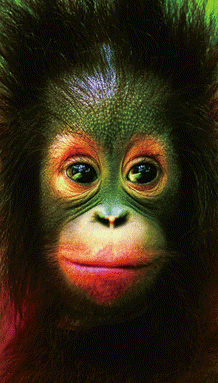 Orangutan_Becomes_Human_Morph_lenticular_Effect