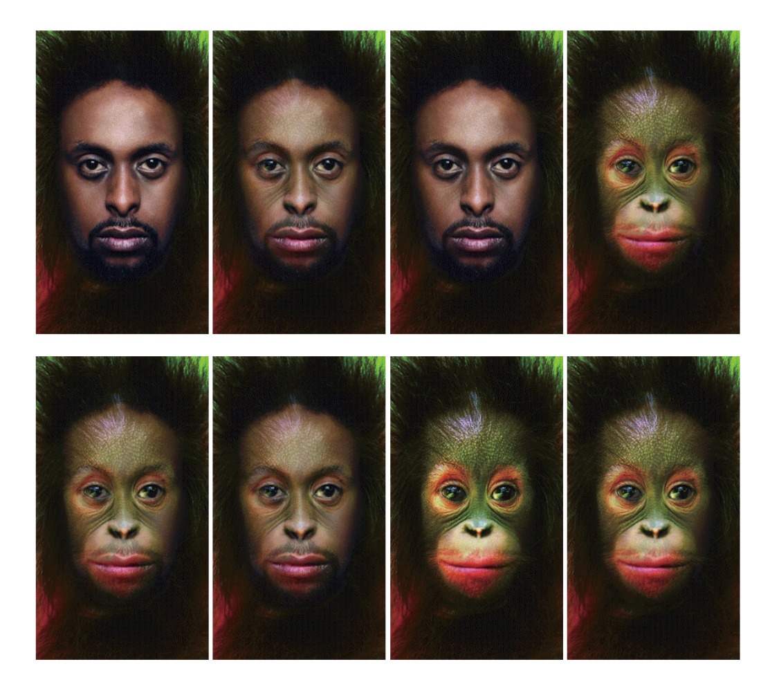 Orangutan_Becomes_Human_Morph_lenticular_Effect_Original_Image